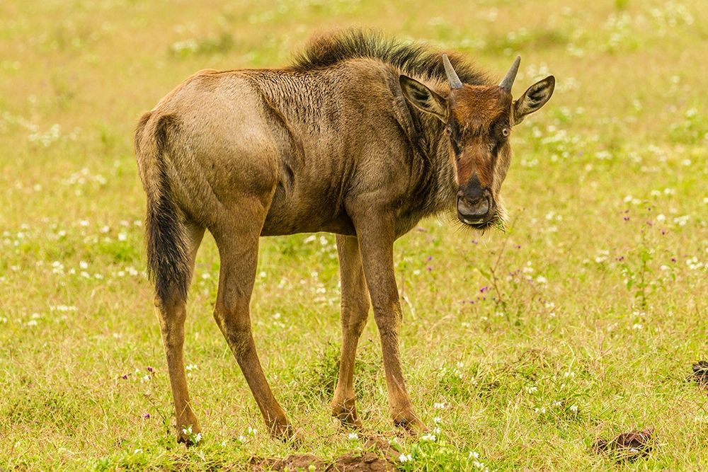 Africa-Tanzania-Ngorongoro Crater Young white-bearded wildebeest close-up